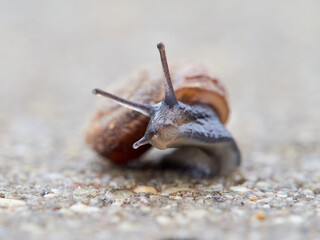 Small snail walking on the ground with its head raised. Xerotricha apicina snail. Small air-breathing land snail, a terrestrial pulmonate gastropod mollusk in the family Hygromiidae