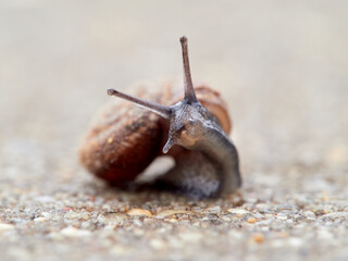 Small snail walking on the ground with its head raised. Xerotricha apicina snail. Small air-breathing land snail, a terrestrial pulmonate gastropod mollusk in the family Hygromiidae