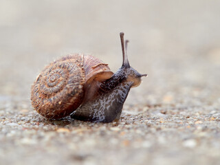 Small snail walking on the ground with its head raised. Xerotricha apicina snail. Small air-breathing land snail, a terrestrial pulmonate gastropod mollusk in the family Hygromiidae