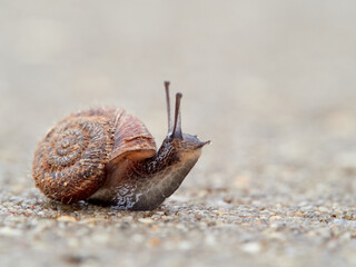 Small snail walking on the ground with its head raised. Xerotricha apicina snail. Small air-breathing land snail, a terrestrial pulmonate gastropod mollusk in the family Hygromiidae