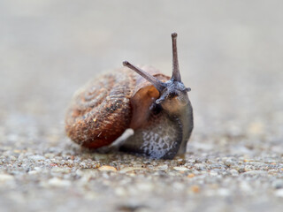Small snail walking on the ground with its head raised. Xerotricha apicina snail. Small air-breathing land snail, a terrestrial pulmonate gastropod mollusk in the family Hygromiidae
