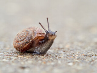 Small snail walking on the ground with its head raised. Xerotricha apicina snail. Small air-breathing land snail, a terrestrial pulmonate gastropod mollusk in the family Hygromiidae