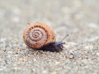 Small snail walking on the ground with its head raised. Xerotricha apicina snail. Small air-breathing land snail, a terrestrial pulmonate gastropod mollusk in the family Hygromiidae