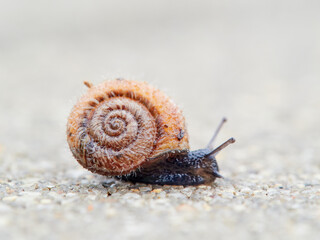 Small snail walking on the ground with its head raised. Xerotricha apicina snail. Small air-breathing land snail, a terrestrial pulmonate gastropod mollusk in the family Hygromiidae