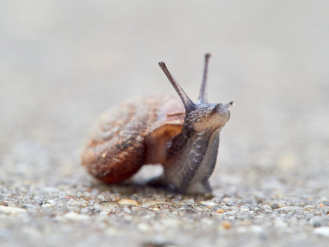 Small snail walking on the ground with its head raised. Xerotricha apicina snail. Small air-breathing land snail, a terrestrial pulmonate gastropod mollusk in the family Hygromiidae
