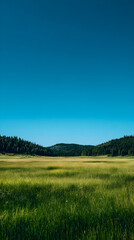 Fototapeta premium green field and blue sky