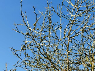  Hardy orange tree (Poncirus trifoliata) producing small, green lemons with a downy and velvety...