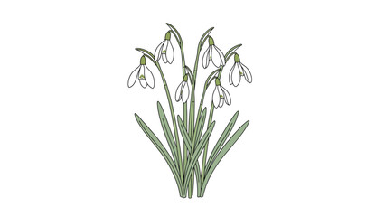 Obraz premium Snowdrops flowers blooming in spring season with green leaves and white petals