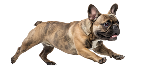 French bulldog walking forward in motion. Dynamic realistic dog pose isolated on transparent background, PNG.