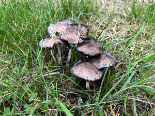 A cluster of brown mushrooms with a dark cap and white spot growing in grass, perfect for nature photography, mycology blogs, and forest floor ecosystem visuals.