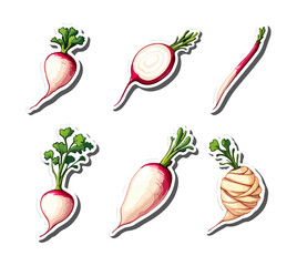 Fresh radish variations isolated on white background healthy eating concept