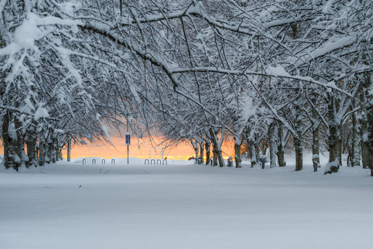 View of a snow-laden avenue of trees, their branches heavy with white, frames a distant, pale orange sunset over the Baltic sea, Parnu, Estonia.