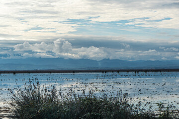 The Scenic views of Kızılırmak Delta Bird Sanctuary, which is a vast delta teeming with thousands of bird species and natural wildlife, offering a serene escape for nature lovers in Bafra, Samsun