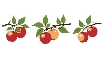 Three branches with ripe apples hanging from them on a white background.
