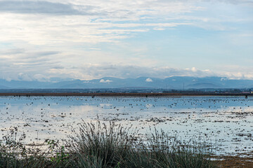 The Scenic views of Kızılırmak Delta Bird Sanctuary, which is a vast delta teeming with thousands of bird species and natural wildlife, offering a serene escape for nature lovers in Bafra, Samsun