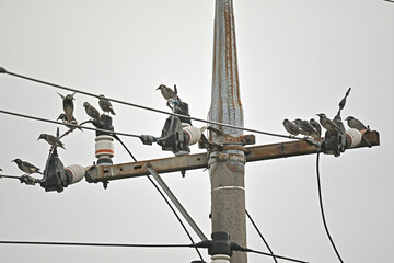 電線に集まるたくさんのムクドリ