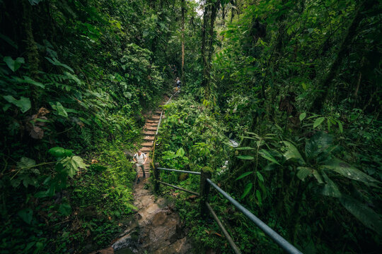 View of stairs leading into a dense, vibrant green forest, where light filters through the canopy in Mindo -Nambillo ecological reserve, Mindo, Pichincha, Ecuador.