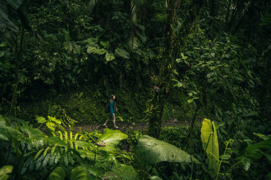 View of a lone figure walking along a lush path surrounded by vibrant green foliage, the dense canopy overhead creating a tranquil scene, Mindo, Pichincha, Ecuador. - Powered by Adobe