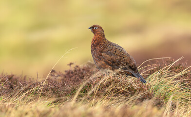 Red Grouse, Scientific name: Lagopus Lagopus Scotica. Close up of a Red Grouse male in Winter, facing left on managed grouse moor, Yorkshire Dales, UK. Clean background.  Copy space.  Horizontal.
