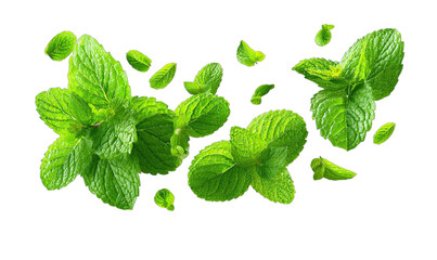 Fresh green leaves scattered, appearing to float