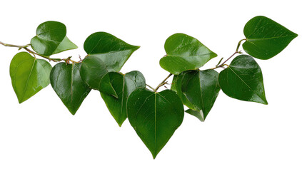 Vine with glossy green heart-shaped leaves on a dark background