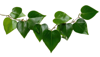 Vine with glossy green heart-shaped leaves on a dark background