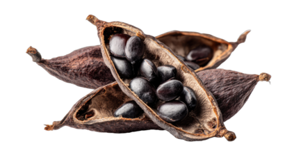 Opened dried seed pods reveal a bounty of dark, glossy seeds