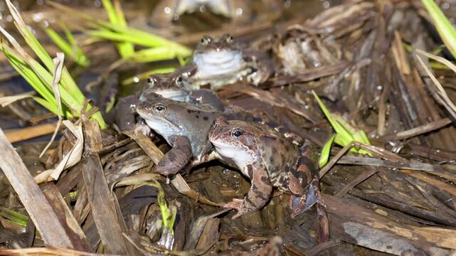 Lake frogs in a pond near their laid eggs on a bright sunny day