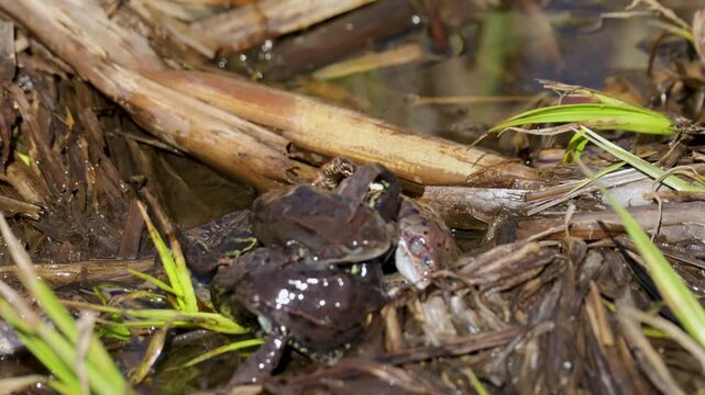 Lake frogs in a pond near their laid eggs on a bright sunny day