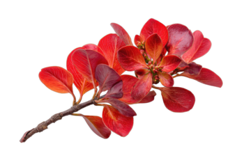 A vibrant branch with deep red, oval-shaped leaves on a dark background