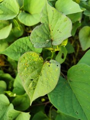 Sweet potato leaves affected by pest attacks show yellow spots and holes