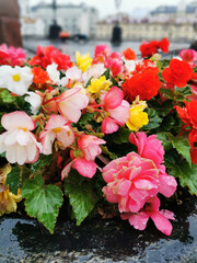 Bright colorful flowers in the rain on a city street