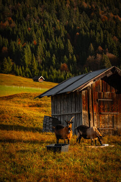 View of goats grazing near a weathered wooden barn, bathed in warm sunlight against a backdrop of autumn-colored hills and evergreen forests, Krun, Germany.