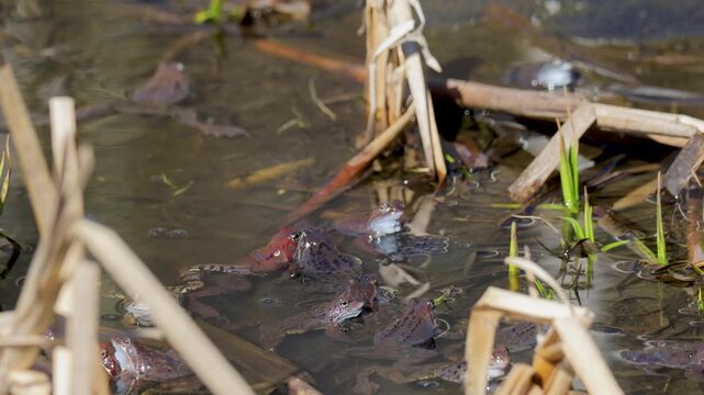Lake frogs in a pond near their laid eggs on a bright sunny day