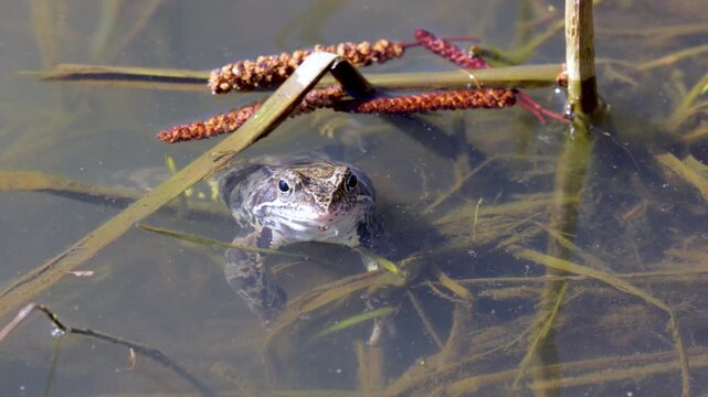 Lake frogs in a pond near their laid eggs on a bright sunny day
