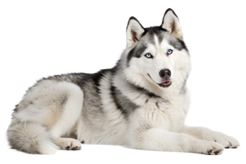 Siberian husky lying on the floor with a calm and friendly expression. Realistic dog isolated on transparent background.