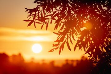 sunset with tree
