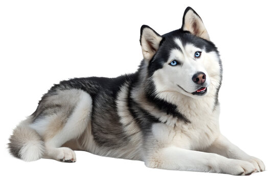 Siberian husky lying on the floor with a calm and friendly expression. Realistic dog isolated on transparent background.