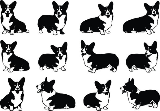 Black and white illustrations of multiple corgi dogs in different sitting positions and poses