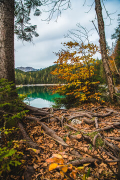View of emerald lake waters reflecting the surrounding mountains and autumn foliage, framed by trees and a ground covered in fallen leaves, Garmisch-Partenkirchen, Bavaria, Germany.