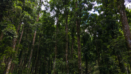 Obraz premium Aerial View of Lush Rubber and Damar Forest with Laurel and Orchid Plants