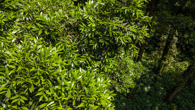 Aerial View of Lush Rubber and Damar Forest with Laurel and Orchid Plants