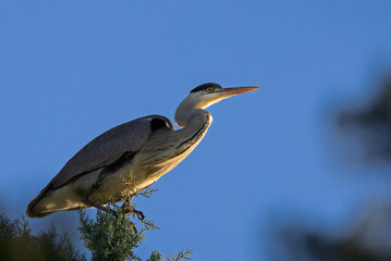 Grey heron perched high in a tree in the morning light