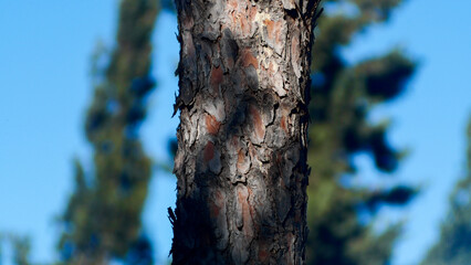 Close-up of a textured tree trunk in the nature of the south of France
