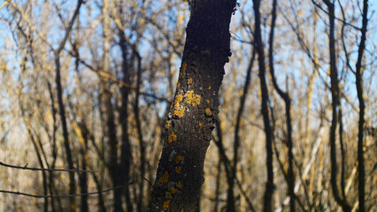 Close-up of a textured tree trunk in the nature of the south of France