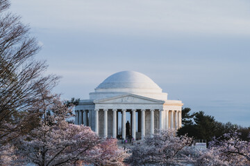 View of Jefferson Memorial's neoclassical architecture rising majestically amidst the soft pink blossoms of cherry trees, Washington D.C., District of Columbia, USA.