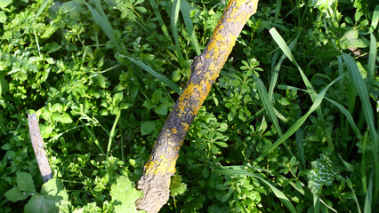 Close-up of a textured tree trunk in the nature of the south of France