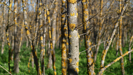 Close-up of a textured tree trunk in the nature of the south of France