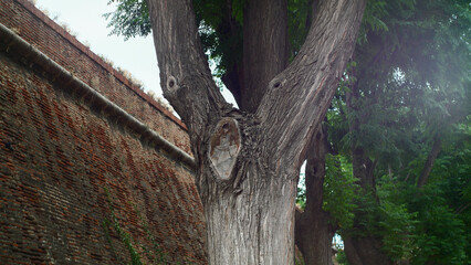 Close-up of a textured tree trunk in the nature of the south of France