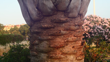 Close-up of a textured tree trunk in the nature of the south of France